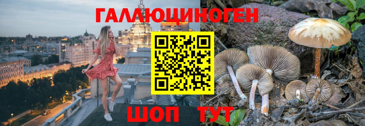 Псилоцибиновые грибы Psilocybe Сунжа